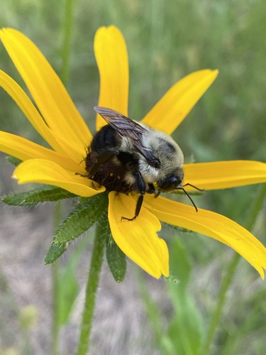 Brown-belted Bumble Bee