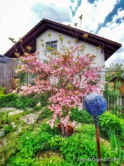 Cornus florida rubra