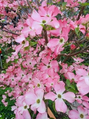 Cornus florida rubra