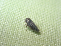 Agalliini