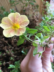 Magnoliopsida