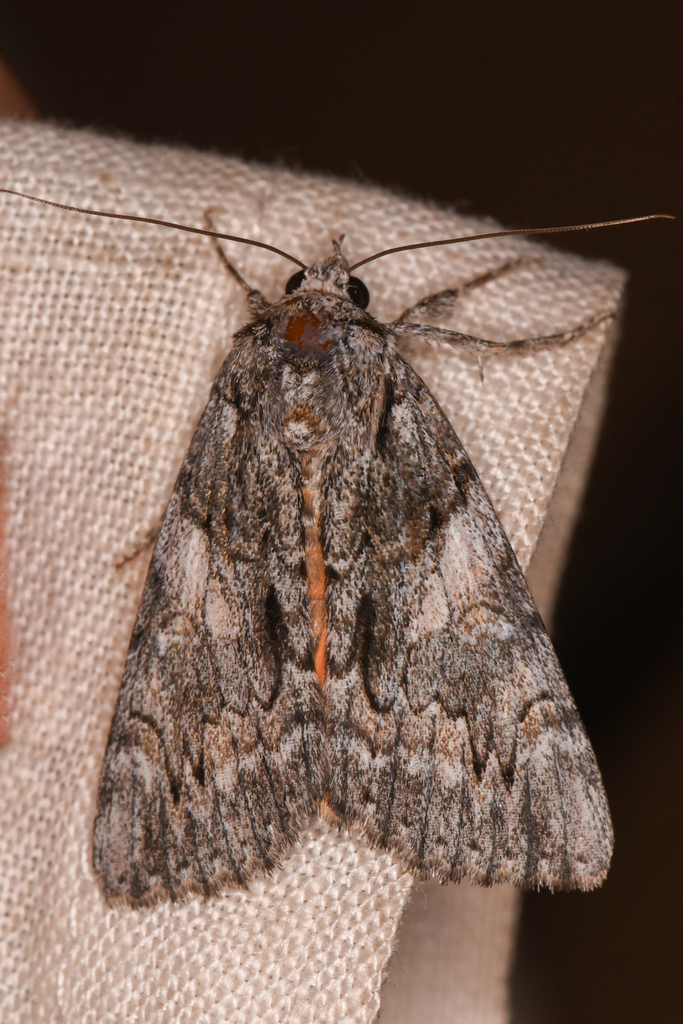 Verrill's Underwing