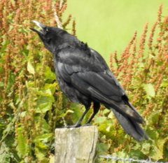 Corvus corone