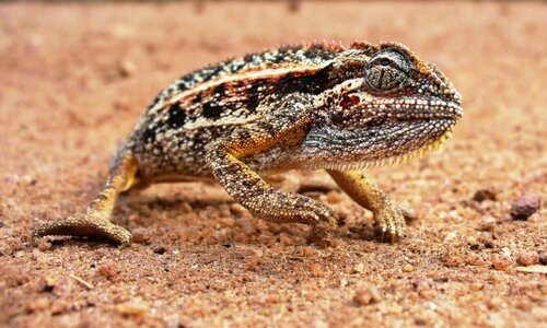 Montane side-striped chameleon