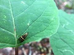 Nemophora