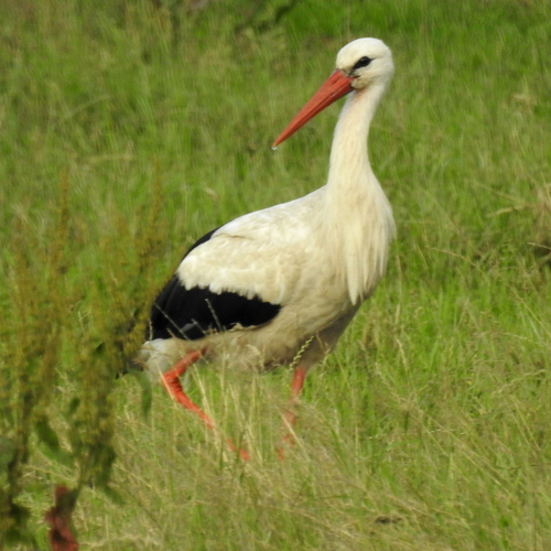Ciconia ciconia