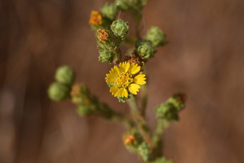 Livermore tarplant (Deinandra bacigalupii)