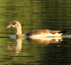 Alopochen aegyptiaca