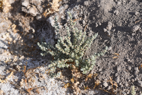 lesser saltscale (Atriplex minuscula)