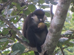 Cercopithecus ascanius schmidti
