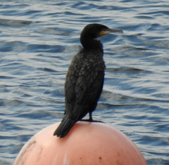 Phalacrocorax carbo