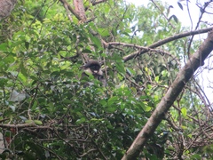 Cercopithecus ascanius schmidti