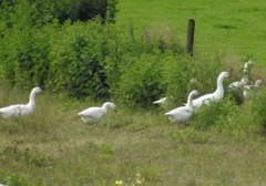 Anser anser domesticus