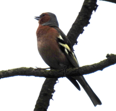 Fringilla coelebs
