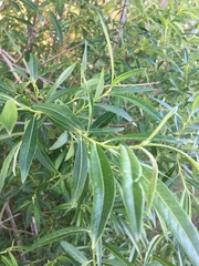 Salix rorida