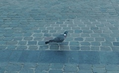 Columba palumbus