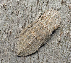 Stenocotini