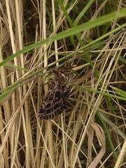 Sideridis reticulata