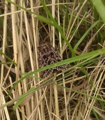 Sideridis reticulata