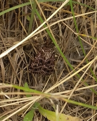 Sideridis reticulata