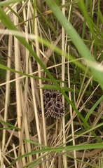 Sideridis reticulata