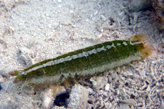 Pseudosquilla ciliata