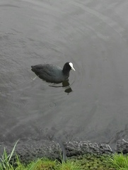 Fulica atra