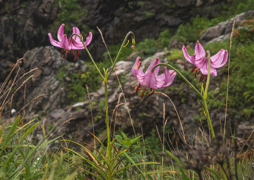 Lilium cernuum; photograph (c) Dmitry Ivanov, some rights reserved (CC BY)