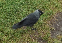 Corvus monedula