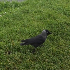 Corvus monedula