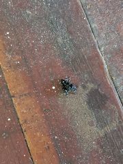 Phidippus audax