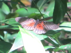 Euphaedra edwardsii langoueensis