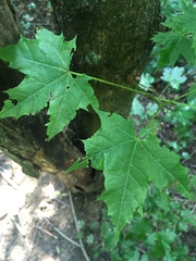 Acer platanoides