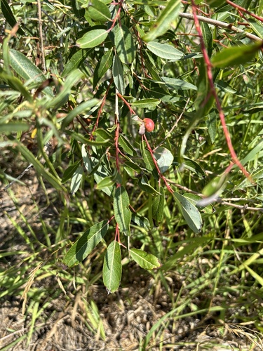 Image of Salix famelica by no rights reserved