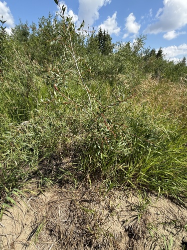 Image of Salix famelica by no rights reserved