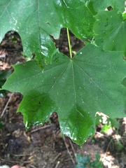 Acer platanoides