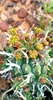 Euphorbia multiceps tanquana - Photo (c) Collet Dodkins, some rights reserved (CC BY-NC), uploaded by Collet Dodkins