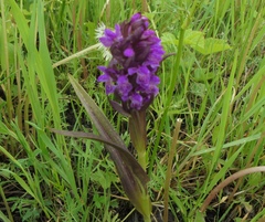 Dactylorhiza incarnata cruenta