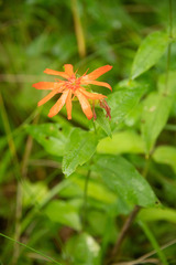 Silene banksia, photograph Dmitry Ivanov, CC BY, iNaturalist via GBIF
