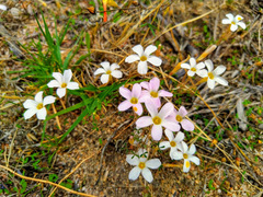 Oxalis tenella