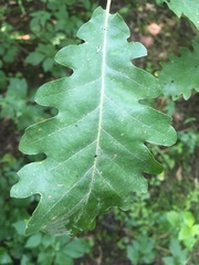 Quercus