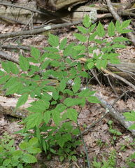Actaea pachypoda