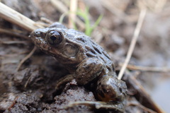 Sado Wrinkled Frog photo 2
