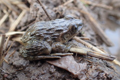 Sado Wrinkled Frog photo 5