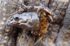 Sado Wrinkled Frog photo 4