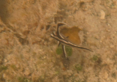 Pareques acuminatus