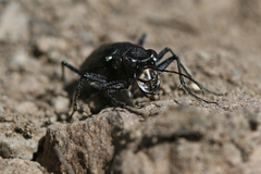 Cicindela nebraskana
