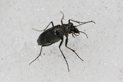 Cicindela nebraskana