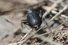 Cicindela
