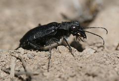 Cicindela